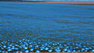 花・花畑・海辺のイラスト素材｜商用利用可